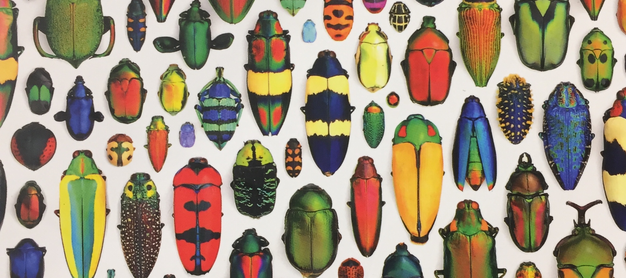 Beetles & Insects
