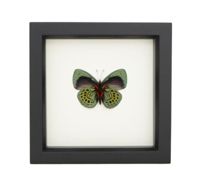 Charles Darwin Framed Butterfly (verso)