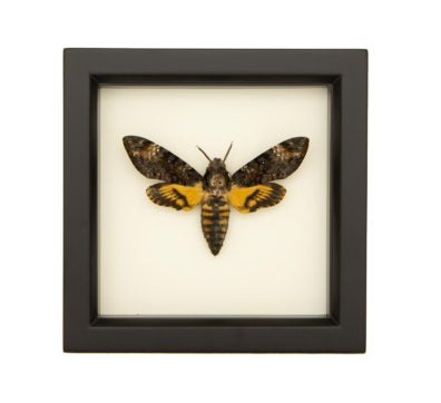 Death Head Moth Framed
