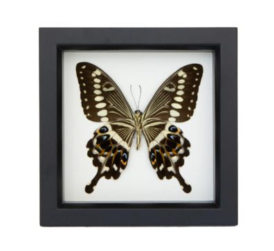 Central Emperor Swallowtail Butterfly (underside)