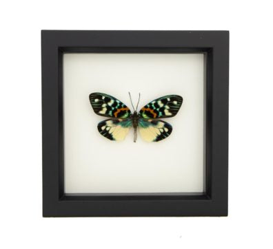 Erasmia Framed Moth