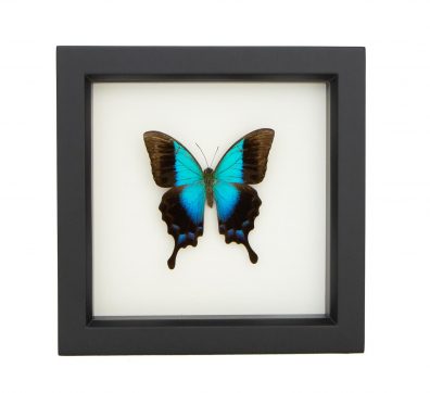 Gloss Swallowtail Butterfly Framed
