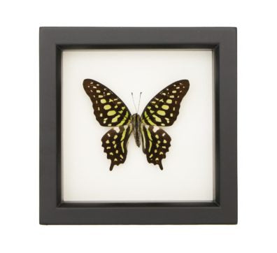 Greentailed Jay Framed Butterfly