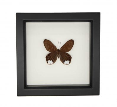 Lucia Satyr Framed Butterfly