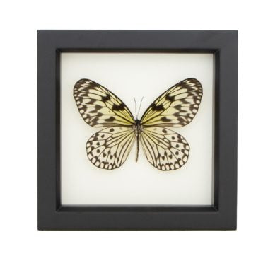 Rice Paper Butterfly Framed