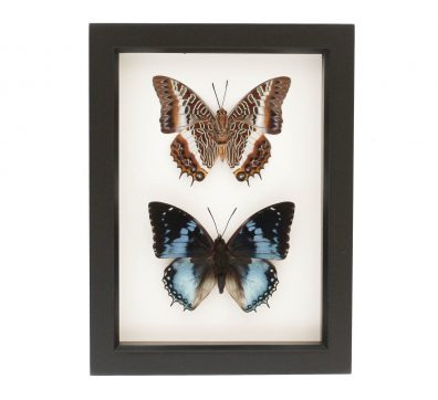 Charaxes Butterfly Collection Framed
