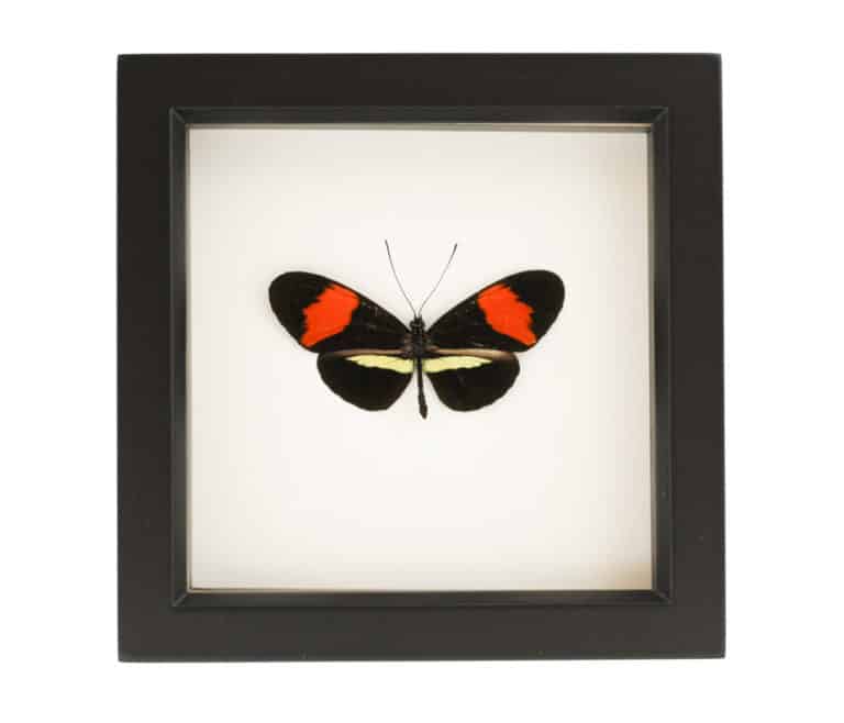 Common Postman Butterfly Framed