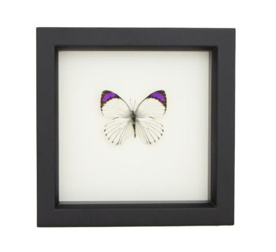 Common Purple Tip Butterfly Framed