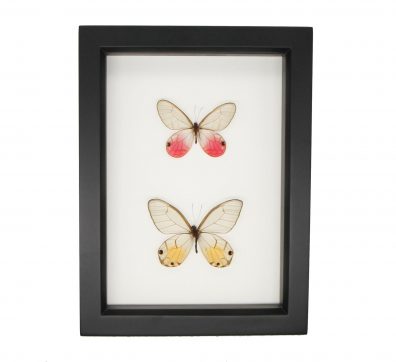 Glasswing Butterfly Collection Framed