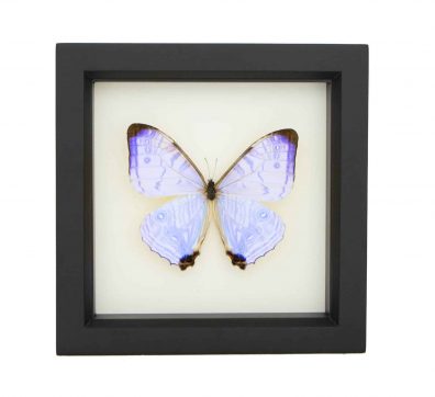 Pearl Morpho Framed Butterfly