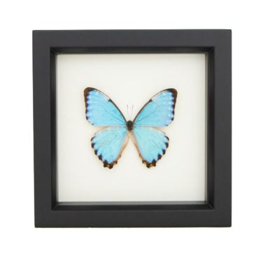 Blue Morpho Butterfly (Morpho portis) Framed
