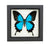 Blue Mountain Swallowtail Framed Butterfly