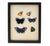 Charles Darwin Butterfly Natural History Display