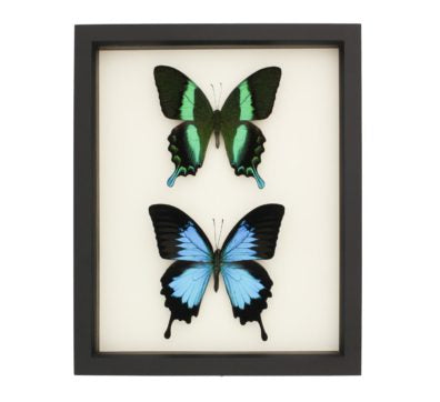 Sisters Swallowtail Butterflies Framed