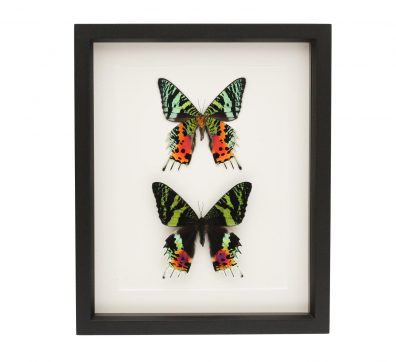 Framed Sunset Moths in Black Frame