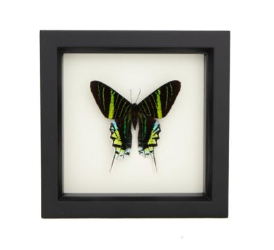 Green Banded Urania Moth (Urania leilus) Framed