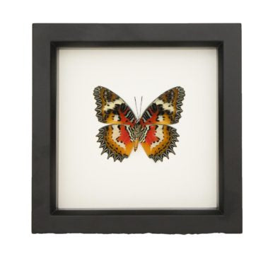 Malay Lacewing Butterfly (Cethosia hypsea) Framed