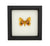 Io Moth (Automeris io) Framed