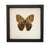 Owl Butterfly Underside (Caligo species) Framed