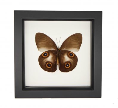 Owl Mimic Framed Butterfly
