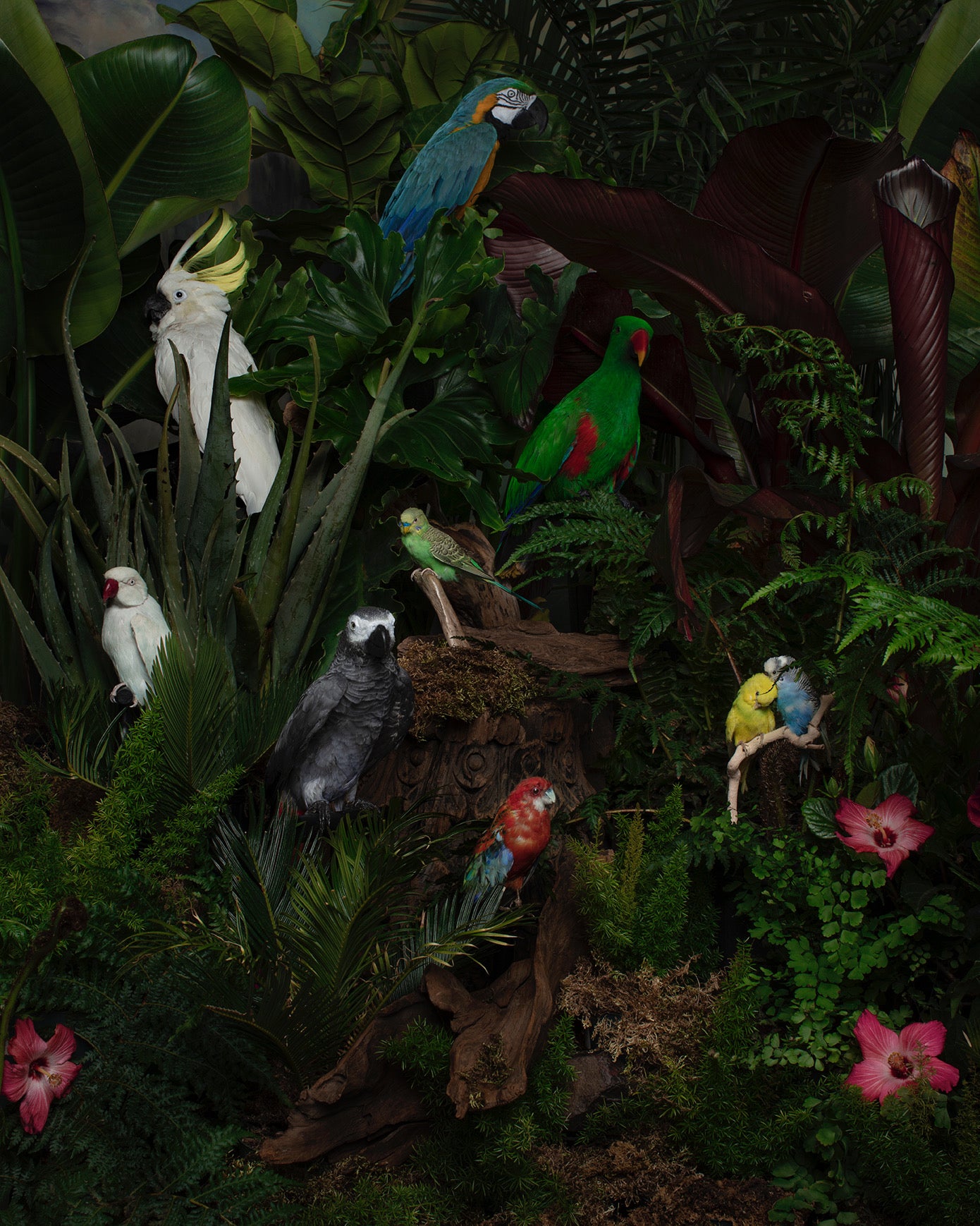 Parrots of the World. Original Photograph by Shelly Mosman.