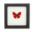 Sangria Butterfly (Cymothoe sangrias) Framed