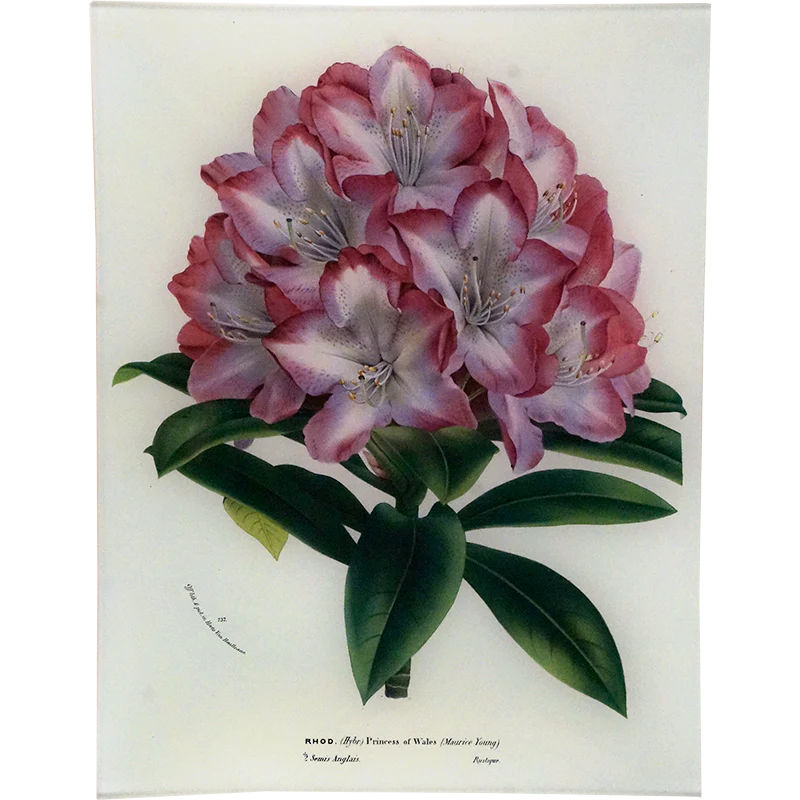 John Derian Princess of Wales 10" x 13" Decoupage Tray