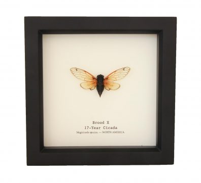 17 Year Cicada Framed