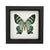 Alcides Day Moth (underside)