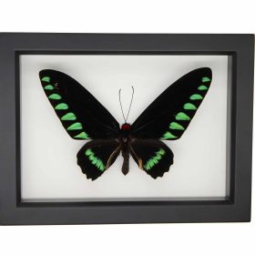 Palawan Birdwing Butterfly