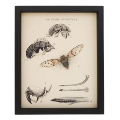 Tosena Splendida Cicada Natural History Display