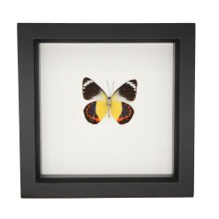 Delias Butterfly
