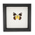Delias Butterfly