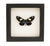 Doris Longwing Framed Butterfly