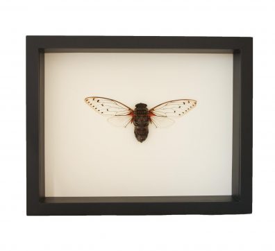 Framed Empress Cicada