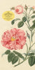 John Derian Everthing Roses Notepad