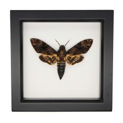 Greater Death Head Moth