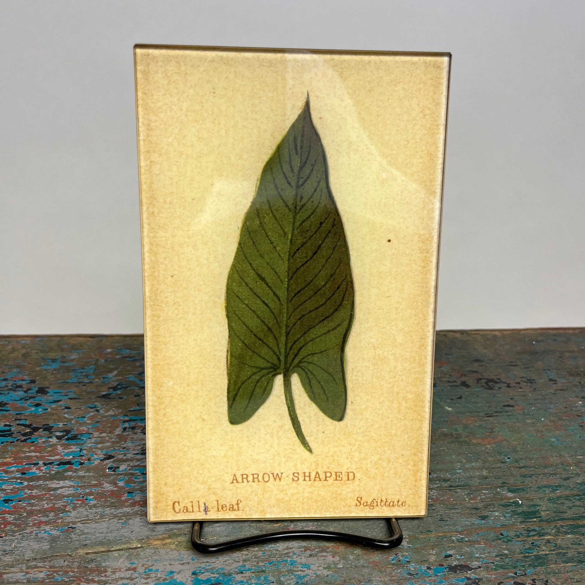 John Derian Arrow (Leaf Shape c. 1900) 5" x 8" Rectangular Decoupage Tray