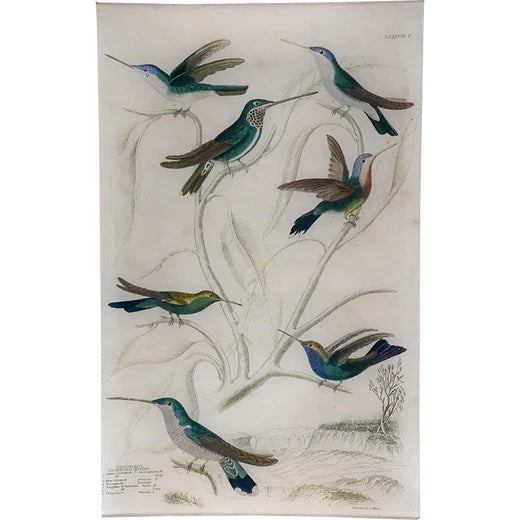 John Derian Azure-Crowned Hummingbirds Decoupage Tray 10" x 16"