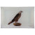 John Derian Buzzard 1830 Decoupage Tray 9" x 14"