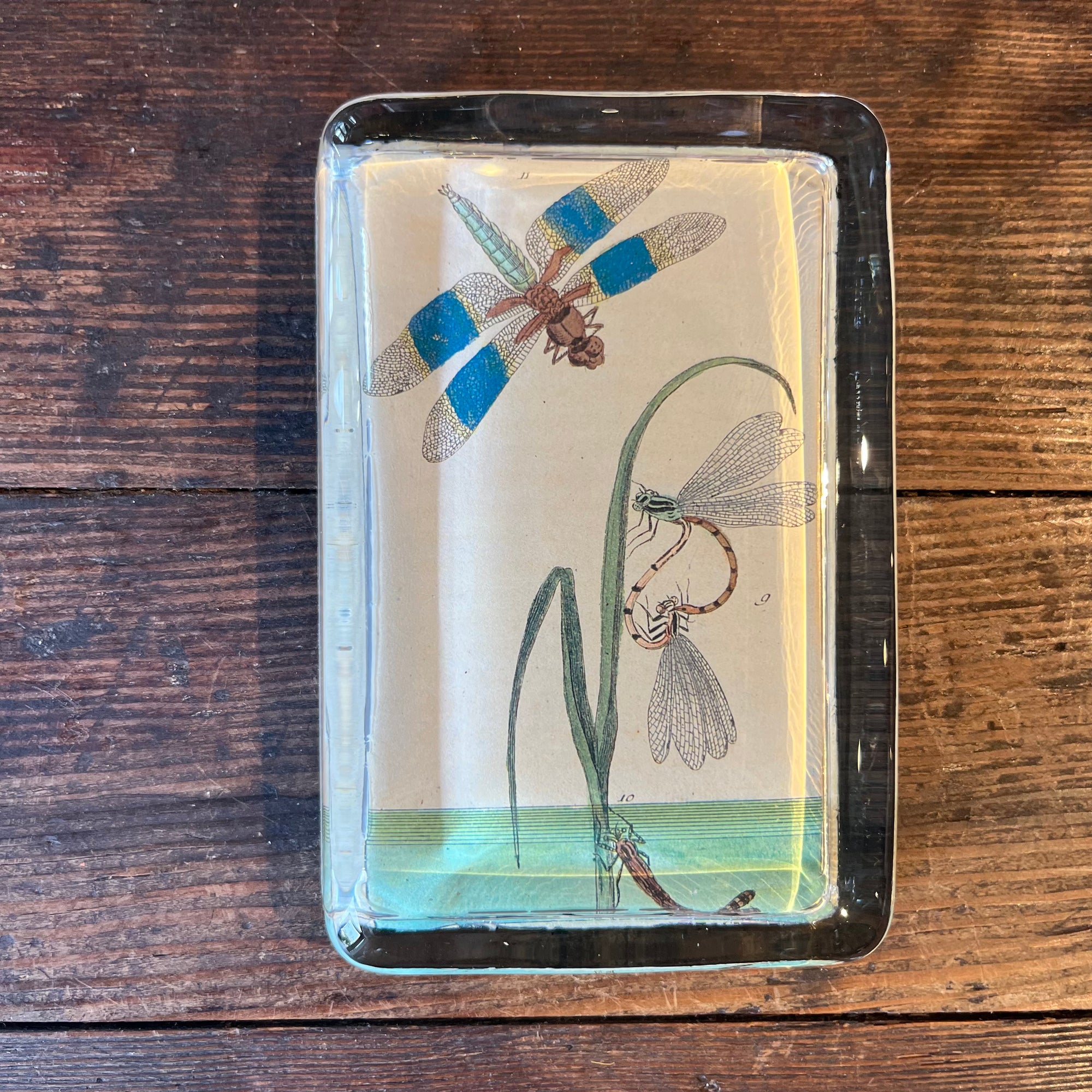 John Derian Dragonfly Rectangular Paperweight