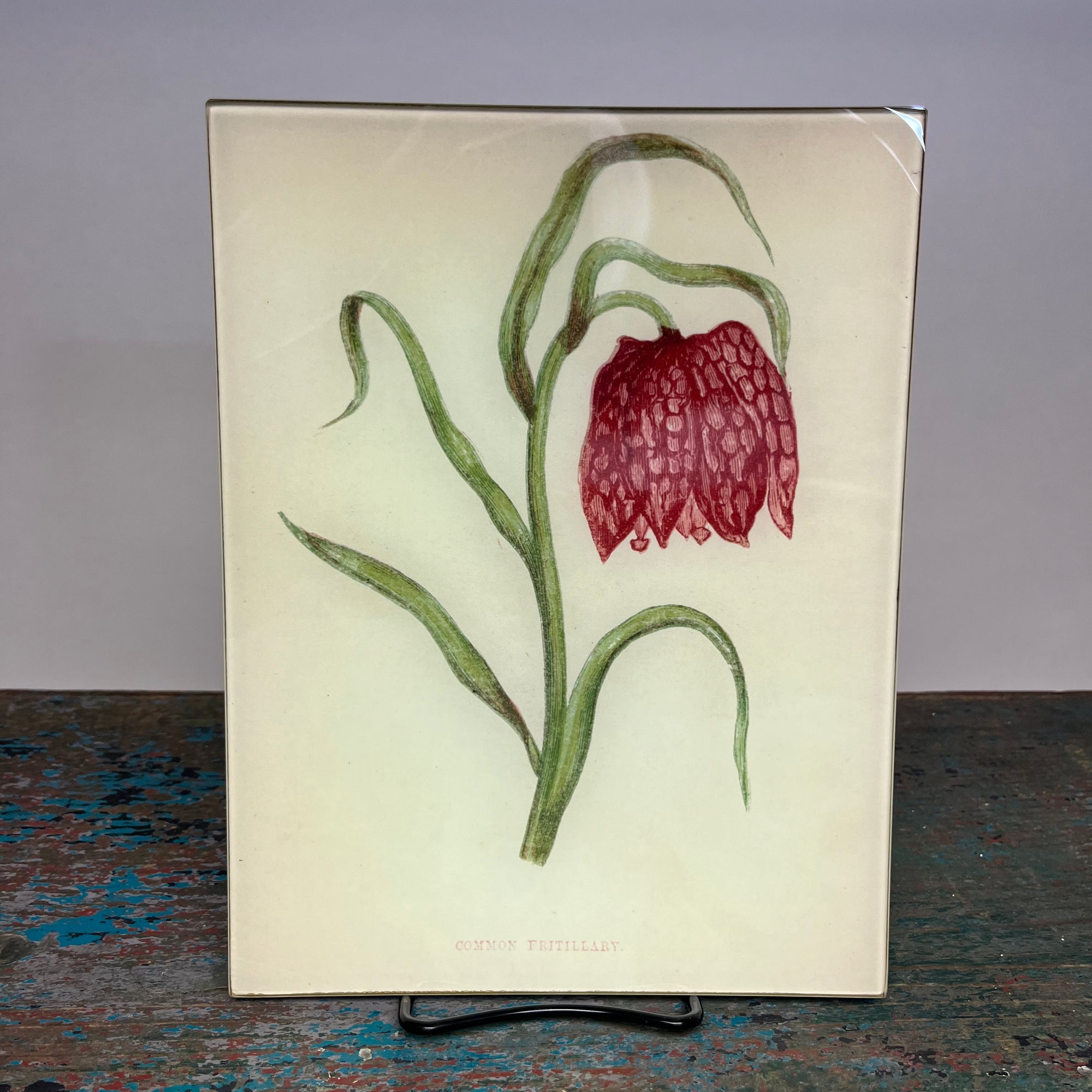 John Derian Common Fritillary 8" x 10.5" Rectangular Decoupage Tray