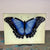 John Derian Blue Butterfly (Papilio Erector) 8" x 10.5" Rectangular Decoupage Tray