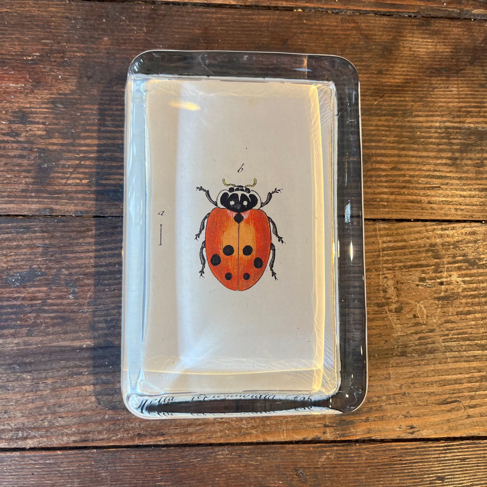 John Derian Little Ladybug Rectangular Paperweight