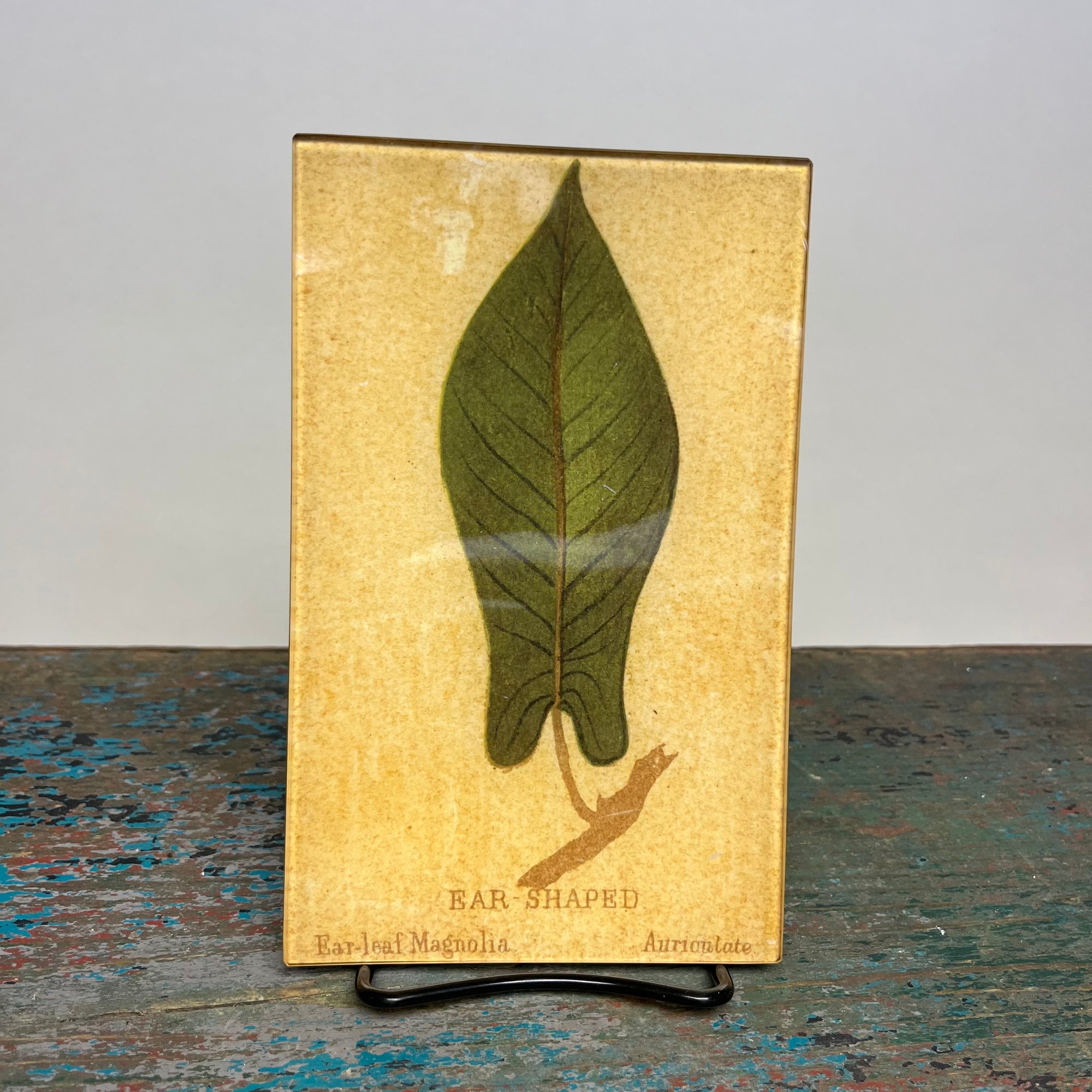 John Derian Ear (Leaf Shape c. 1900) 5" x 8" Rectangular Decoupage Tray