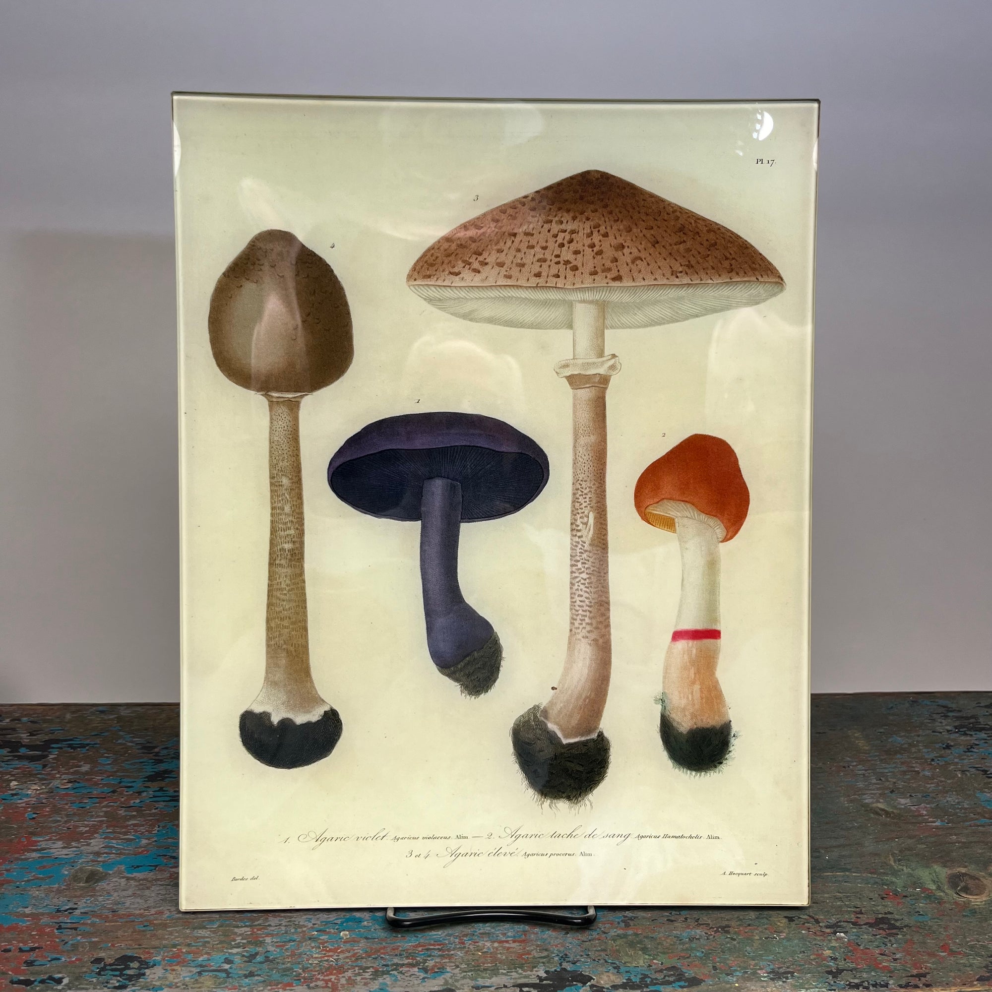 John Derian Mushrooms (Plate 17) Rectangular Decoupage Tray