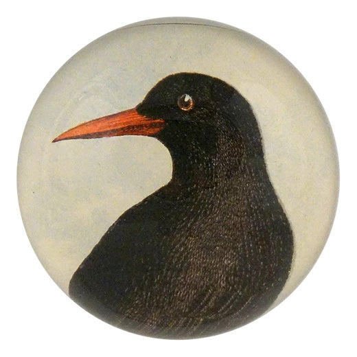 John Derian Red-Billed Chough Dome Decoupage Paperweight