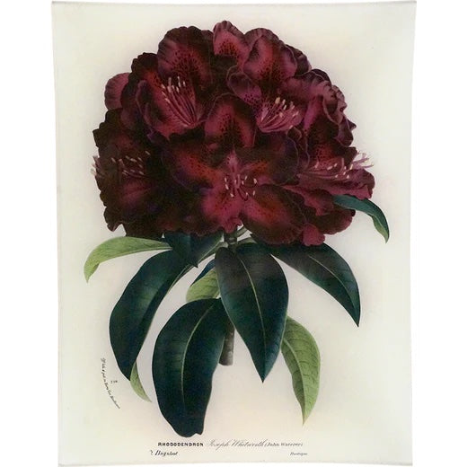 John Derian Rhododendron Joseph Whitworth 10" x 13" Decoupage Tray