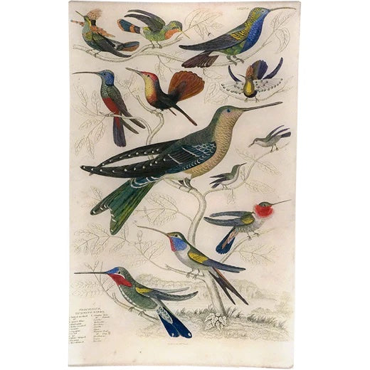 John Derian Tufted-Necked Hummingbirds Decoupage Tray 10" x 16"