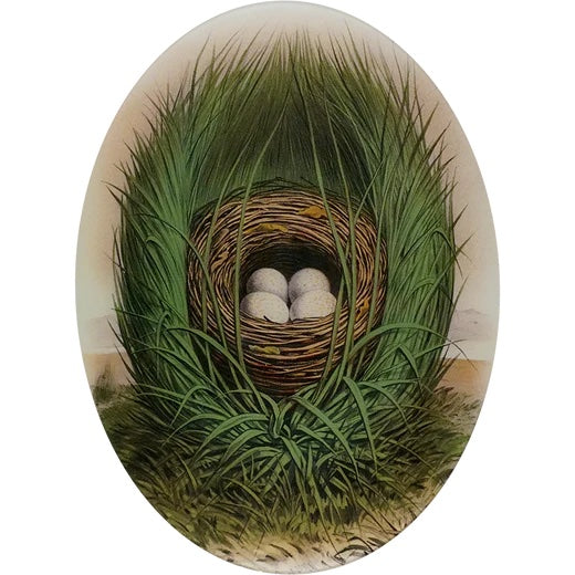 John Derian Towhee Bunting 14" x 19" Decoupage Oval Tray